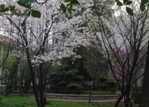 武汉音乐学院附中、招生计划