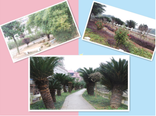 衡山县科技中等专业学校环境 衡山县科技中等专业学校环境